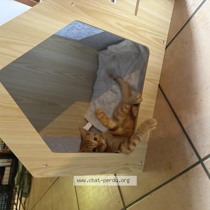 Photo 1/1 Mimi Chat lost in Virelade