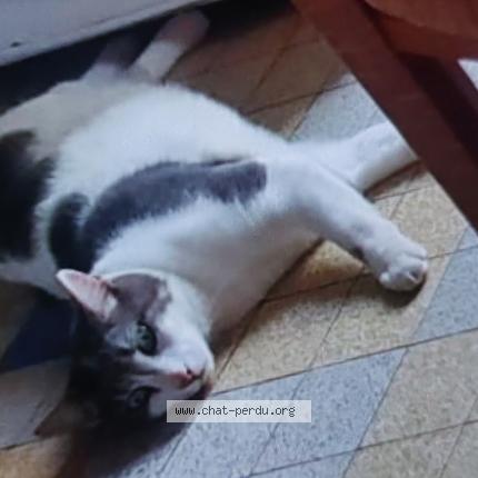 Photo 1/1 sans nom Chat lost in Vienne