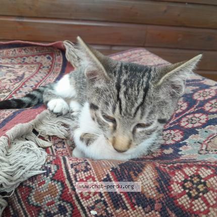 Photo 1/1 Kalinou Chat lost in Noisy le sec