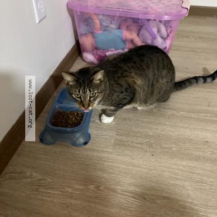 Photo 1/1 Binx Chat lost in Elkhorn