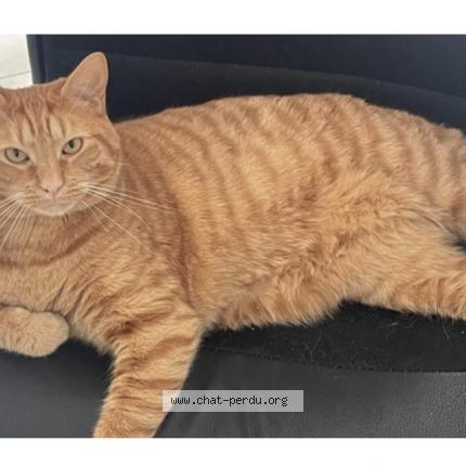 Photo 1/1 Papaye Chat lost in Anzin st aubin