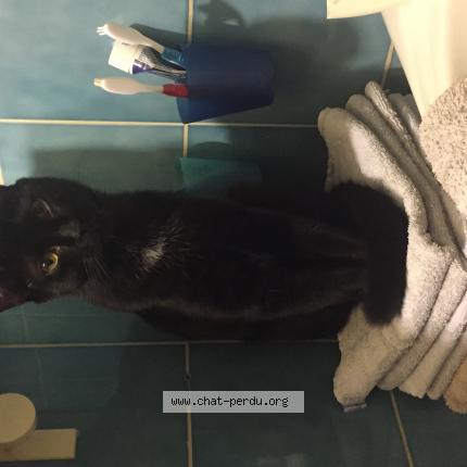 Photo 1/1 Johanna Thomas Chat lost in Yzeure