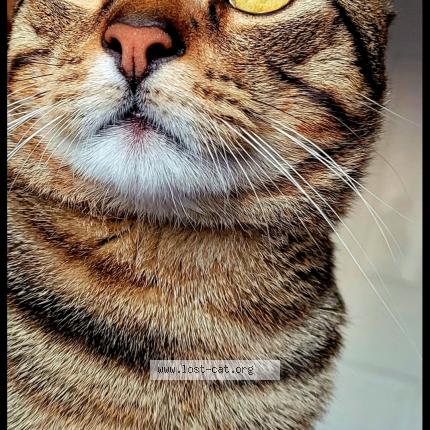 Photo 1/1 Tiger Chat lost in Clarks summit