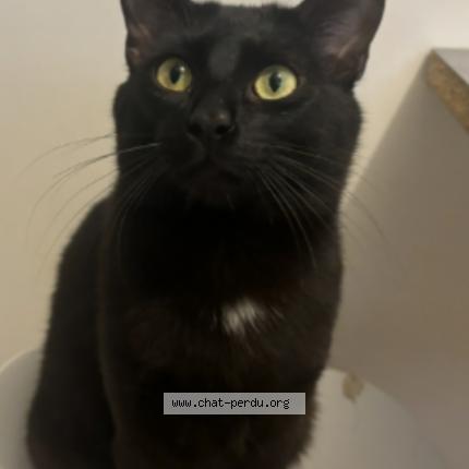 Photo 1/1 Julio Chat lost in Saint alban