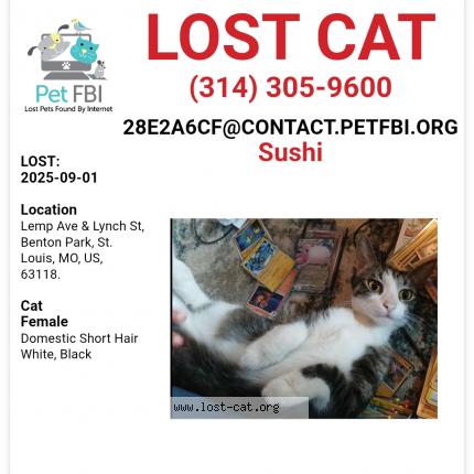 Picture of cat lost at St Louis