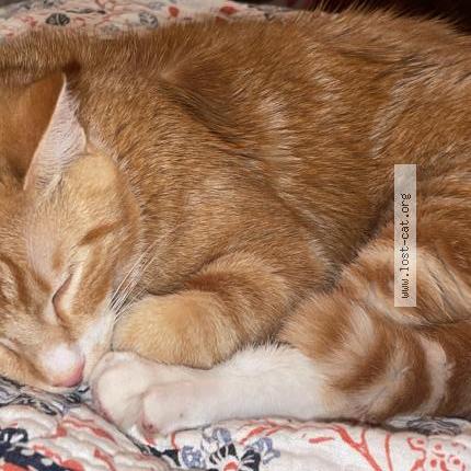 Photo 1/1 Charley Chat lost in Shiloh