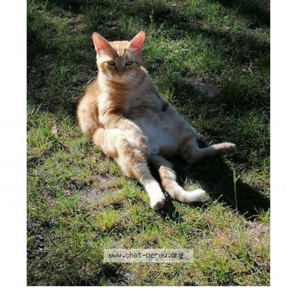 Photo 1/1 Sarah Clavé Chat lost in St symphorien