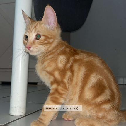 Photo 1/1 Asko Chat lost in Saint symphorien sous chomerac