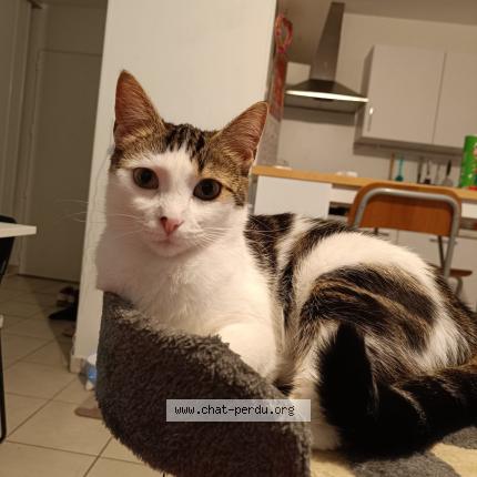 Photo 1/1 Mia Chat lost in Clermont ferrand