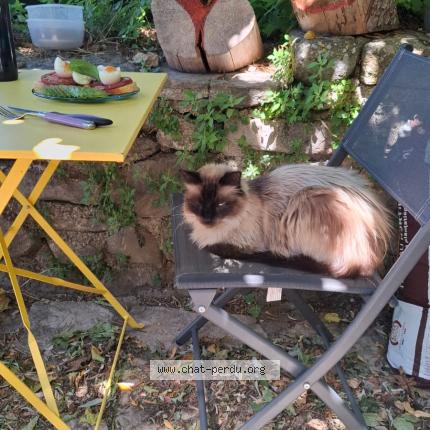 Photo 1/1 Tao Chat lost in St jean de cornies