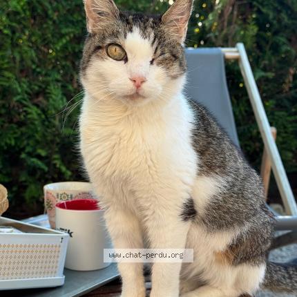 Photo 1/1 Scarlette Chat lost in Creil