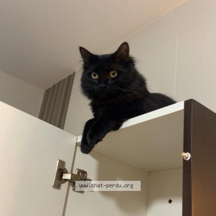 Photo 1/1 Buda Chat lost in Pezenas