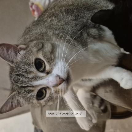 Photo 1/1 Manou Chat lost in Saint sylvestre