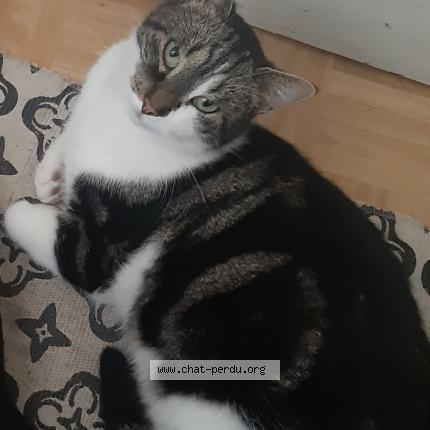 Foto van vermiste kat in Beyne Heusay