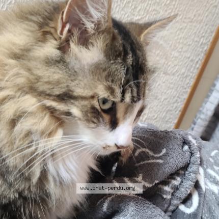 Photo 1/1 Socrate Chat lost in Clermont