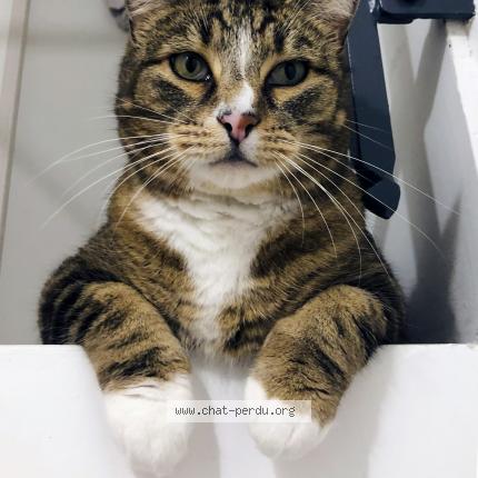 Photo 1/4 GRISOU Chat lost in Port brillet