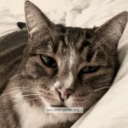 Photo 4/4 GRISOU Chat lost in Port brillet