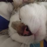 Picture of cat lost at Paimboeuf