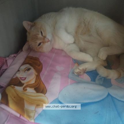 Photo 1/1 Holly Chat lost in Saint paul de vance