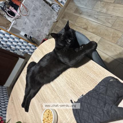 Photo 1/1 Mimi Chat lost in Niort