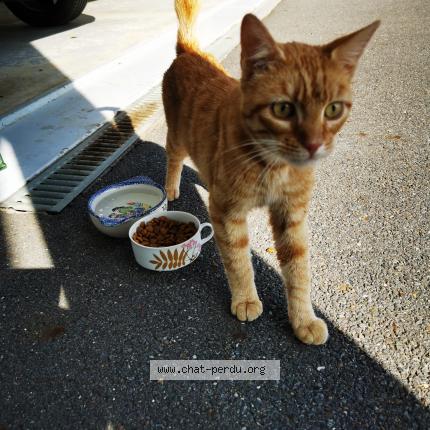 Photo 1/1 Found cat Found in Isigny le buat