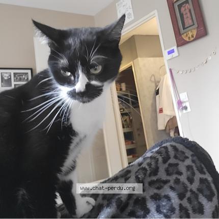 Photo 1/1 Princesse Chat lost in Beuvry