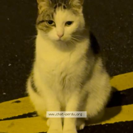 Photo 1/1 Found cat Found in Meaux