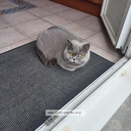 Photo 1/1 Grisou Chat lost in Thiais