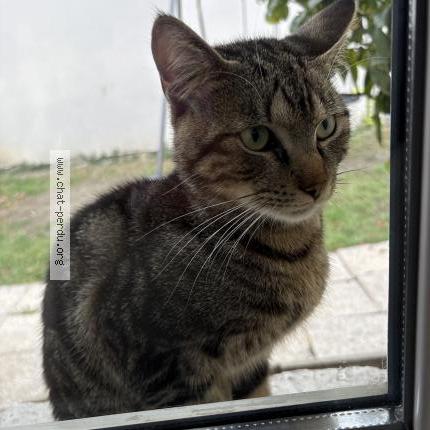 Photo 1/1 Cat reunited Found in Bondy