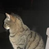 Picture of cat lost at Milhaud