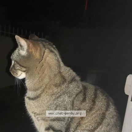 Photo 1/1 Éliot Chat lost in Milhaud