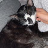 Picture of cat found at Paris