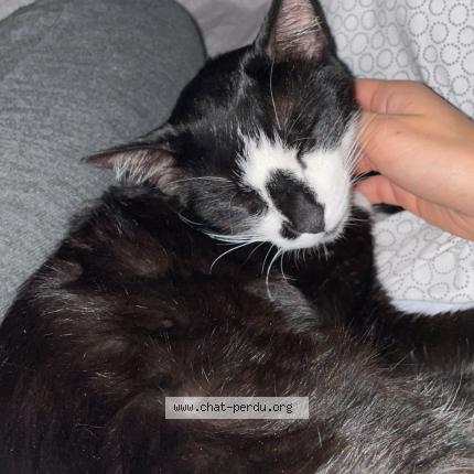 Photo 1/1 Found cat Found in Paris