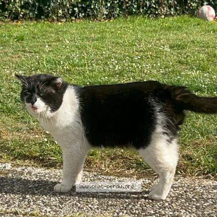 Photo 1/1 Domino Chat lost in La panne