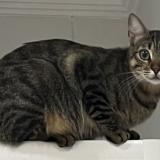 Picture of cat lost at Cachan