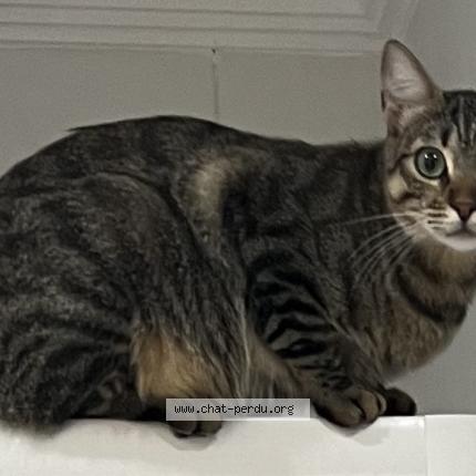 Photo 1/1 TIGRA Chat lost in Cachan