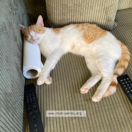 Photo 1/1 Berlioz Chat lost in Davezieux