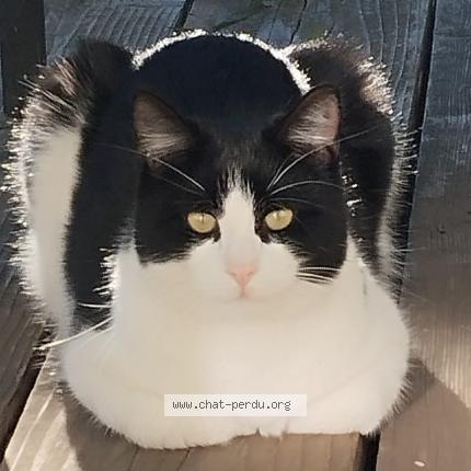 Photo 1/1 Cuicui Chat lost in Tourettes