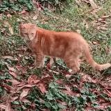 Picture of cat found at Evreux
