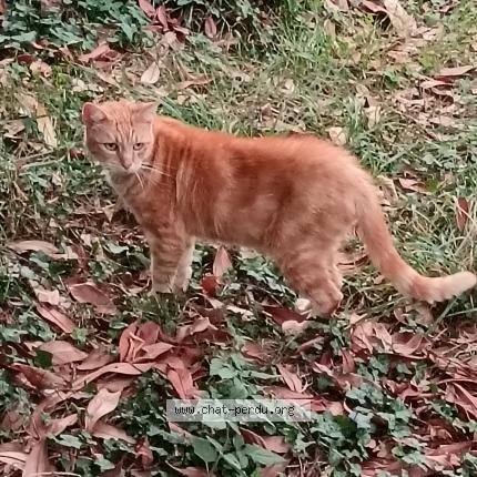 Photo 1/3 Cat reunited Found in Evreux