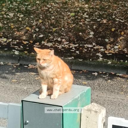 Photo 2/3 Cat reunited Found in Evreux