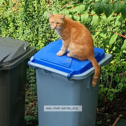 Photo 3/3 Cat reunited Found in Evreux