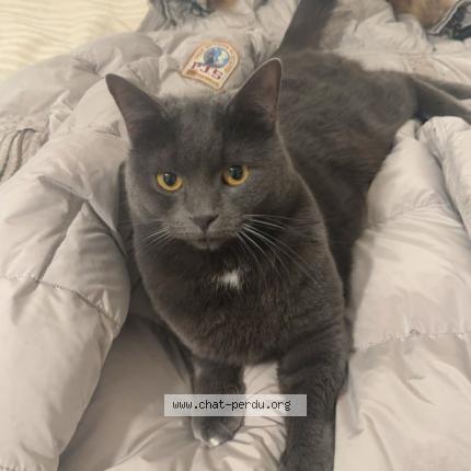 Foto 1/1 Kat teruggevonden Vermist in Bruxelles