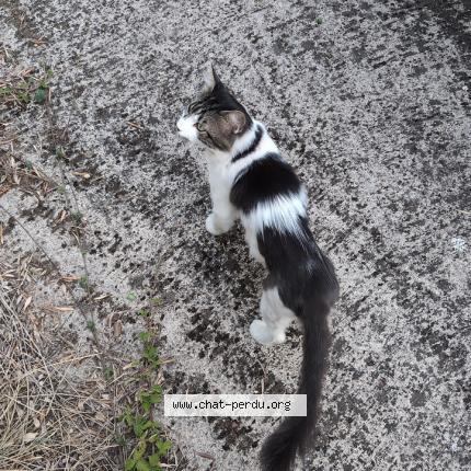 Photo 1/4 Herfield Chat lost in Montpellier