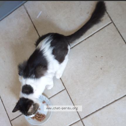 Photo 2/4 Herfield Chat lost in Montpellier