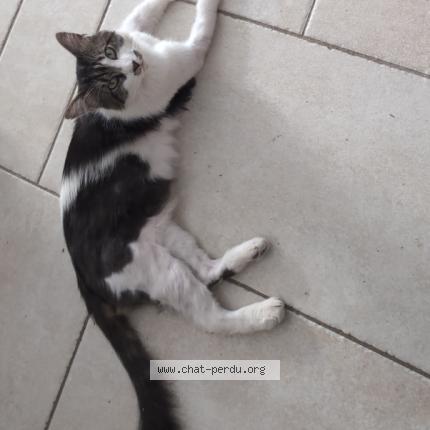 Photo 3/4 Herfield Chat lost in Montpellier