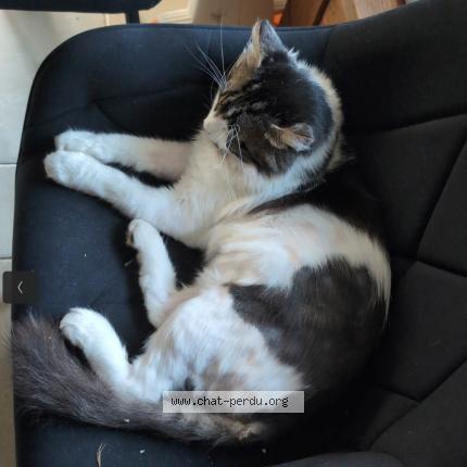 Photo 4/4 Herfield Chat lost in Montpellier