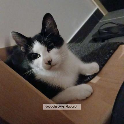 Photo 1/1 Lilith Chat lost in Houplines