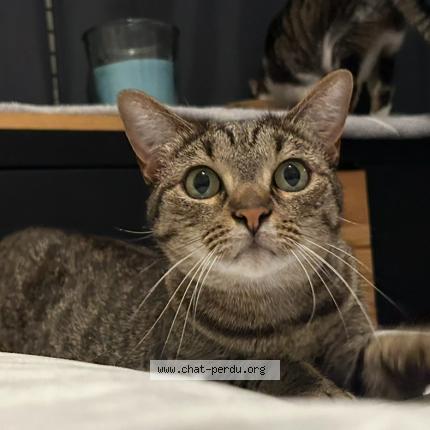 Photo 1/1 Zelda Chat lost in Villers les nancy