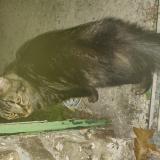 Picture of cat found at Conde